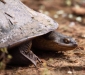 Broad-shelled Turtle